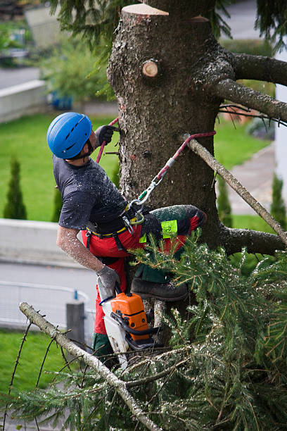 Best Root Management and Removal  in Susquehanna Trails, PA